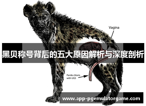 黑贝称号背后的五大原因解析与深度剖析